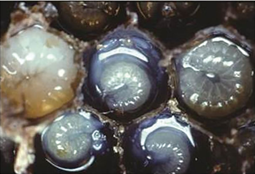 Young larvae actually float in their food.