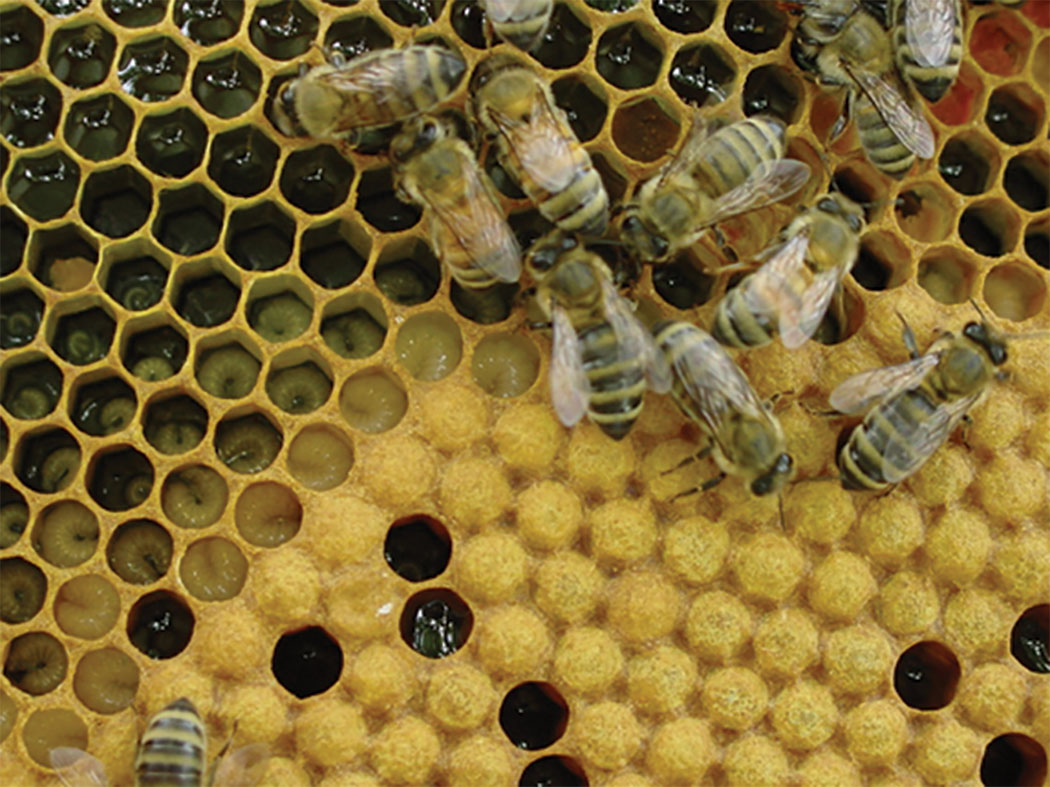 Older larvae eat as fast as they are fed so food does not accumulate in the cell.
