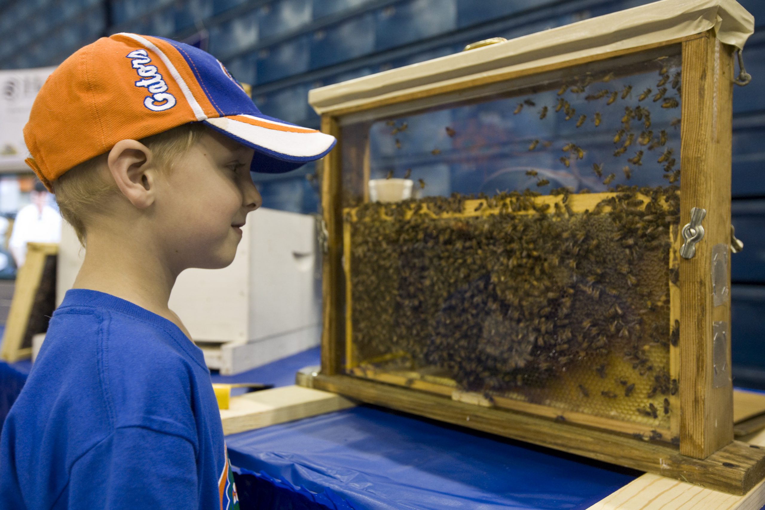 Figure 5. Young boy interacts with an observation hive from the UF/IFAS HBREL at an outreach event. Photo credit: UF/IFAS HBREL