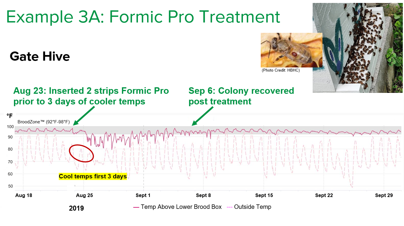 Figure 1: Example 3A shows the biological disruption when treating Varroa with Formic Pro in Gate hive, as well as the colony recovery approximately 14 days later, post treatment.