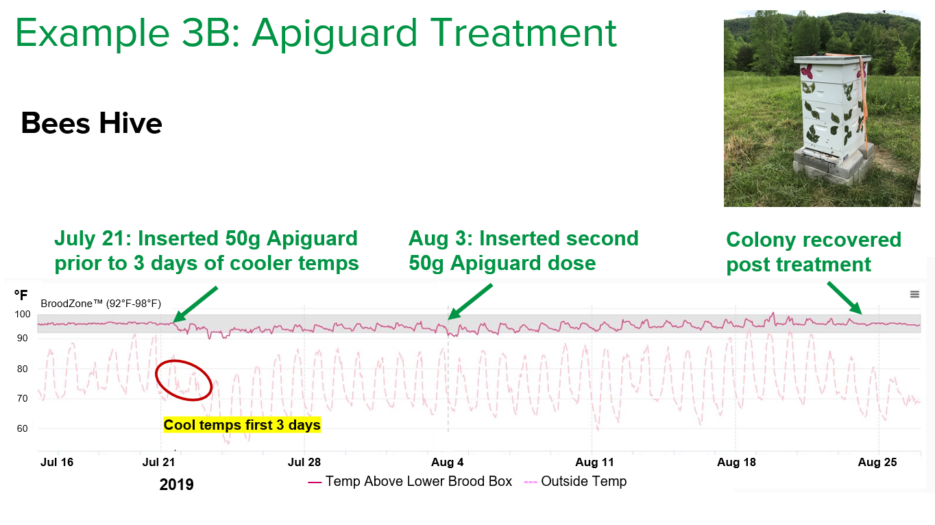 Figure 2: Example 3B  shows biological disruption when treating for Varroa with Apiguard in Bees hive, as well as the colony recovery approximately 30 days later, post treatment.