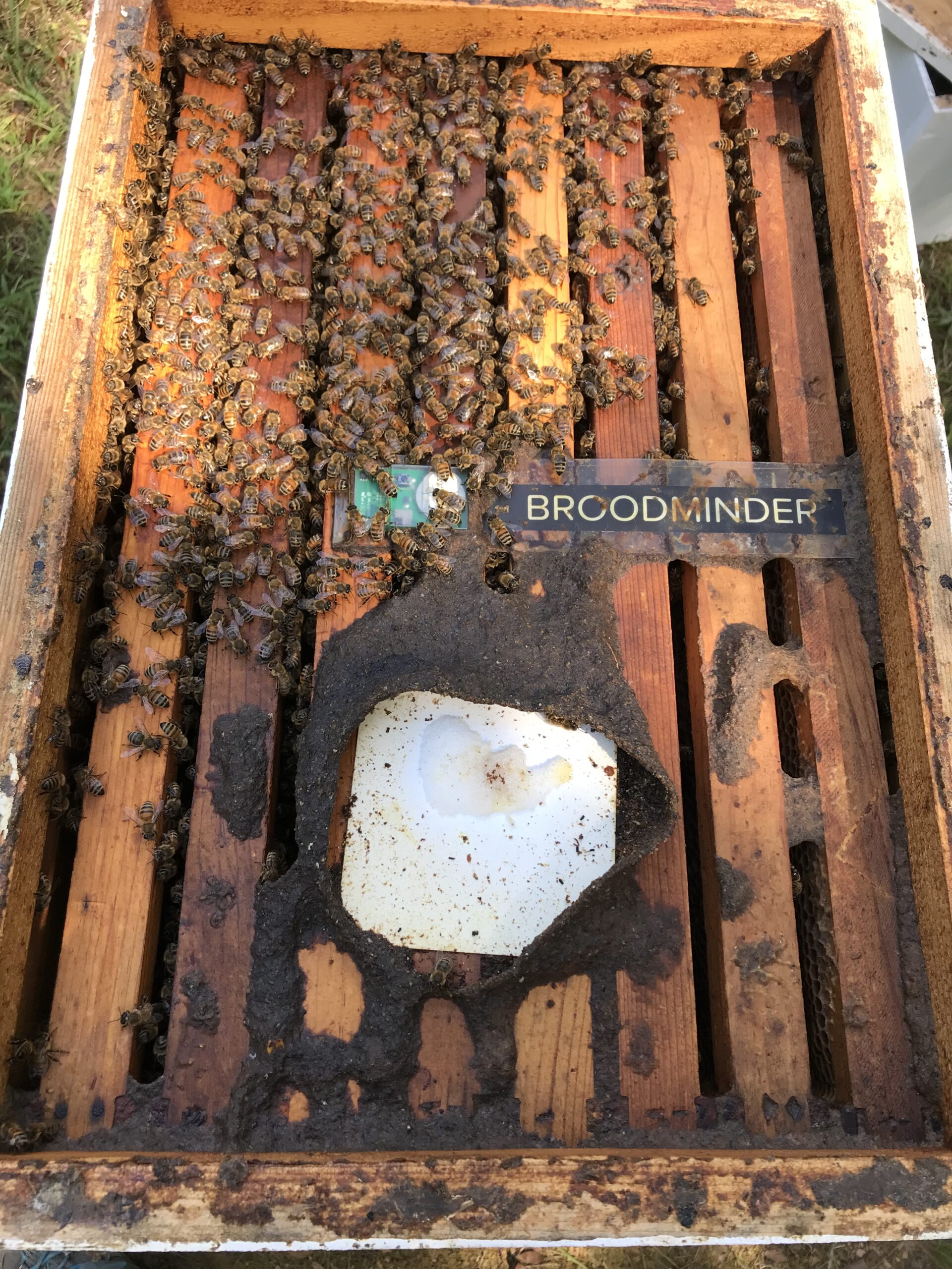 Figure 3: I hate treating, yet do not have the environmental conditions to achieve sustainable treatment-free beekeeping. Therefore, I am a “treatment-less” beekeeper, meaning I treat as little as possible by employing as much IPM as possible. The bees hate treatments too. Here, they tried to wall off Apiguard with propolis. The BroodMinder T2SM temperature sensor is the green square in the middle of the box, visible under the bees. The bees are trying to cover the Apigard with Propolis.
