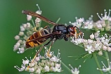 “Problems created by honey bee pests like the yellow-legged hornet can be expected to be amplified by the warming being caused by the burning of fossil fuels.”