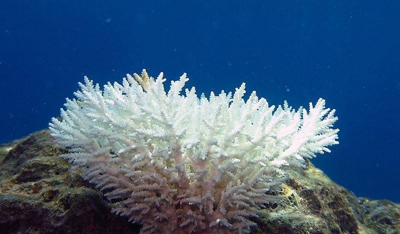 “Examples of some effects of climate change: Wildfire intensified by heat and drought, bleaching of corals occurring more often due to marine heatwaves, and worsening droughts compromising water supplies. Source: Wikipedia.”