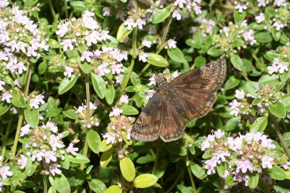 Duskywing skipper and honey bee on Thyme species.