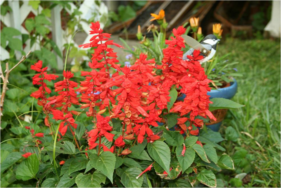 Red salvia, Salvia splendens
