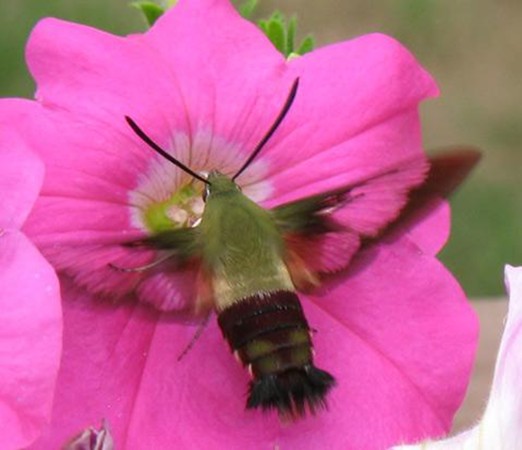 Hummingbird moth (Hemaris diffinis) on petunia.