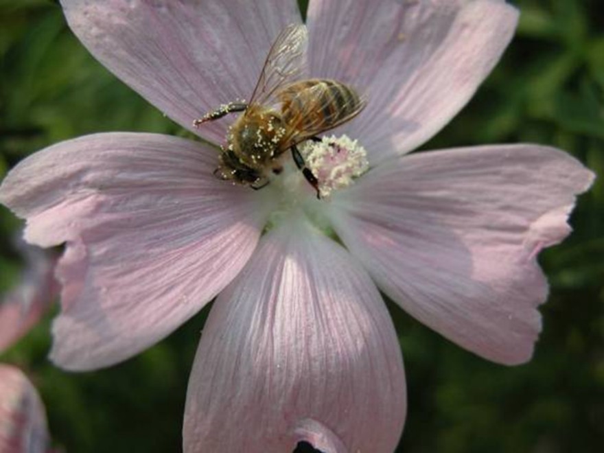 Honey bee on cosmos, Cosmos bipinnatus