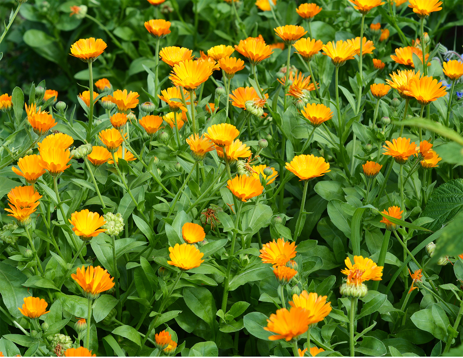 Pot marigold (Calendula officinalis). Photo by: Lex20 from
@GettyImages via Canva.com