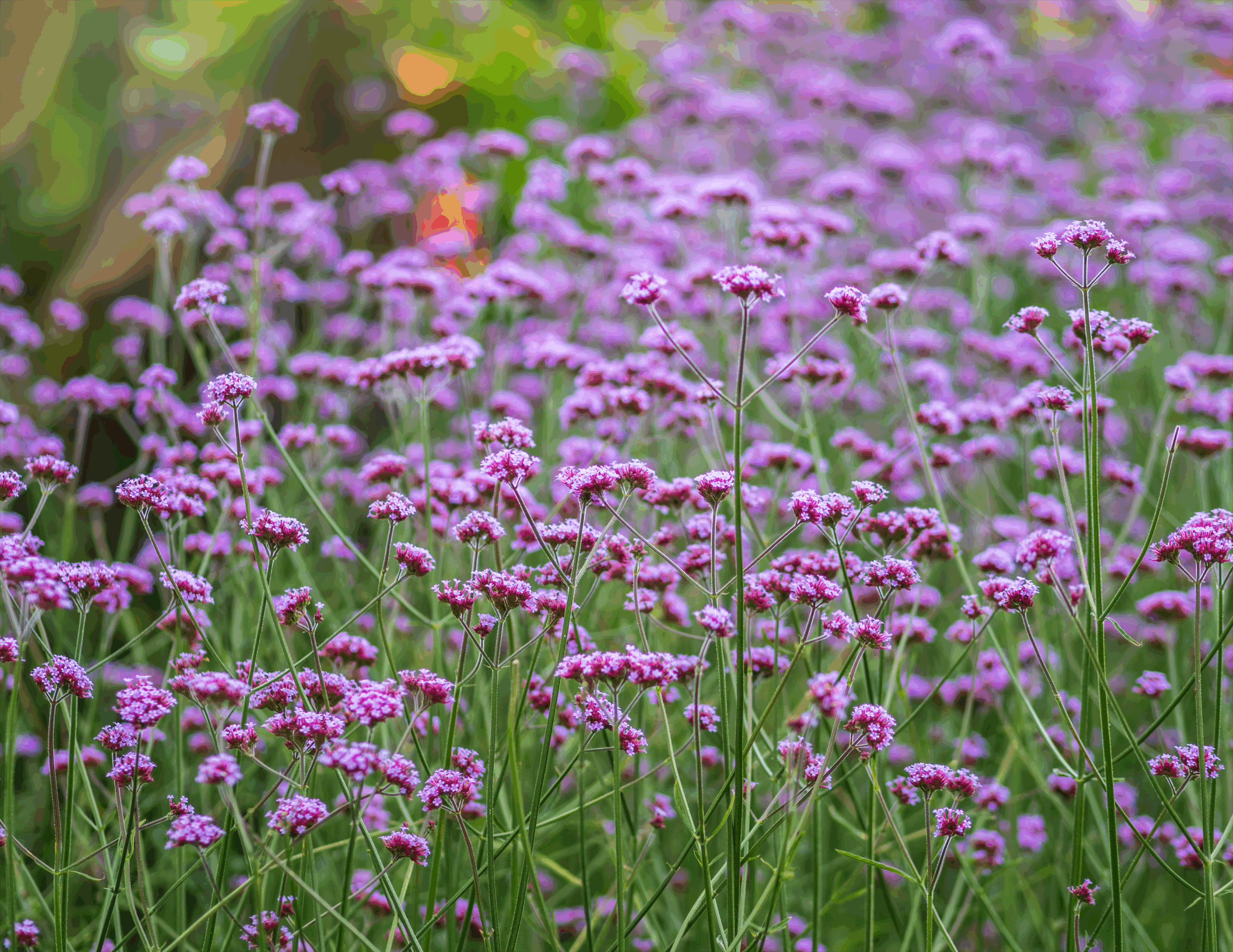 Purpletop vervain, Verbena bonariensis. Photo by: dmitry potashkin from @GettyImages via Canva.com