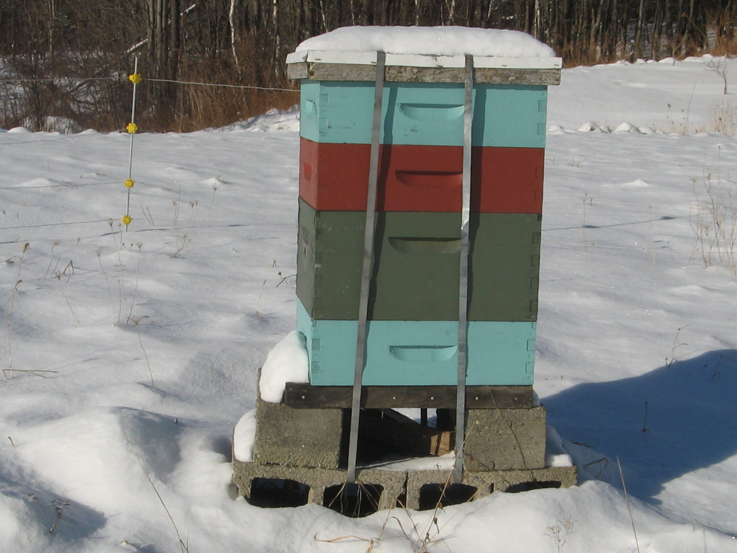 “Anchoring hives securely to a heavy object such as these six concrete blocks (four on the bottom layer and two above) is one way to help avoid hives from being blown over and damaged by heavy winds.” Photo courtesy of Ross Conrad/Dancing Bee Gardens.