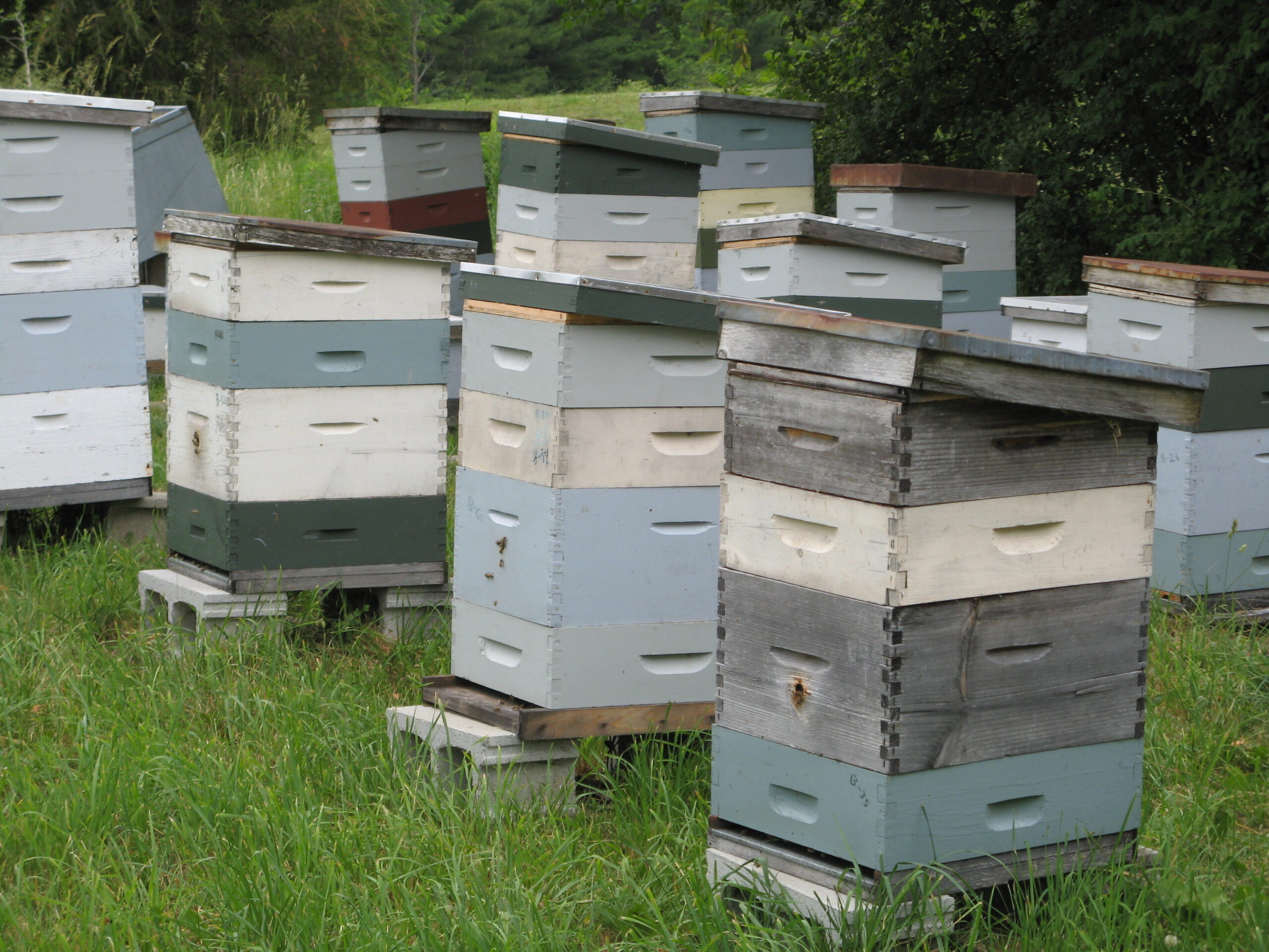 “Adjusting outer covers so they allow hot air to flow up and out the top of the hive without allowing water to get in, is an easy way to help colonies ventilate and cool their hives in hot weather.” Photo Courtesy of Ross Conrad/Dancing Bee Gardens.
