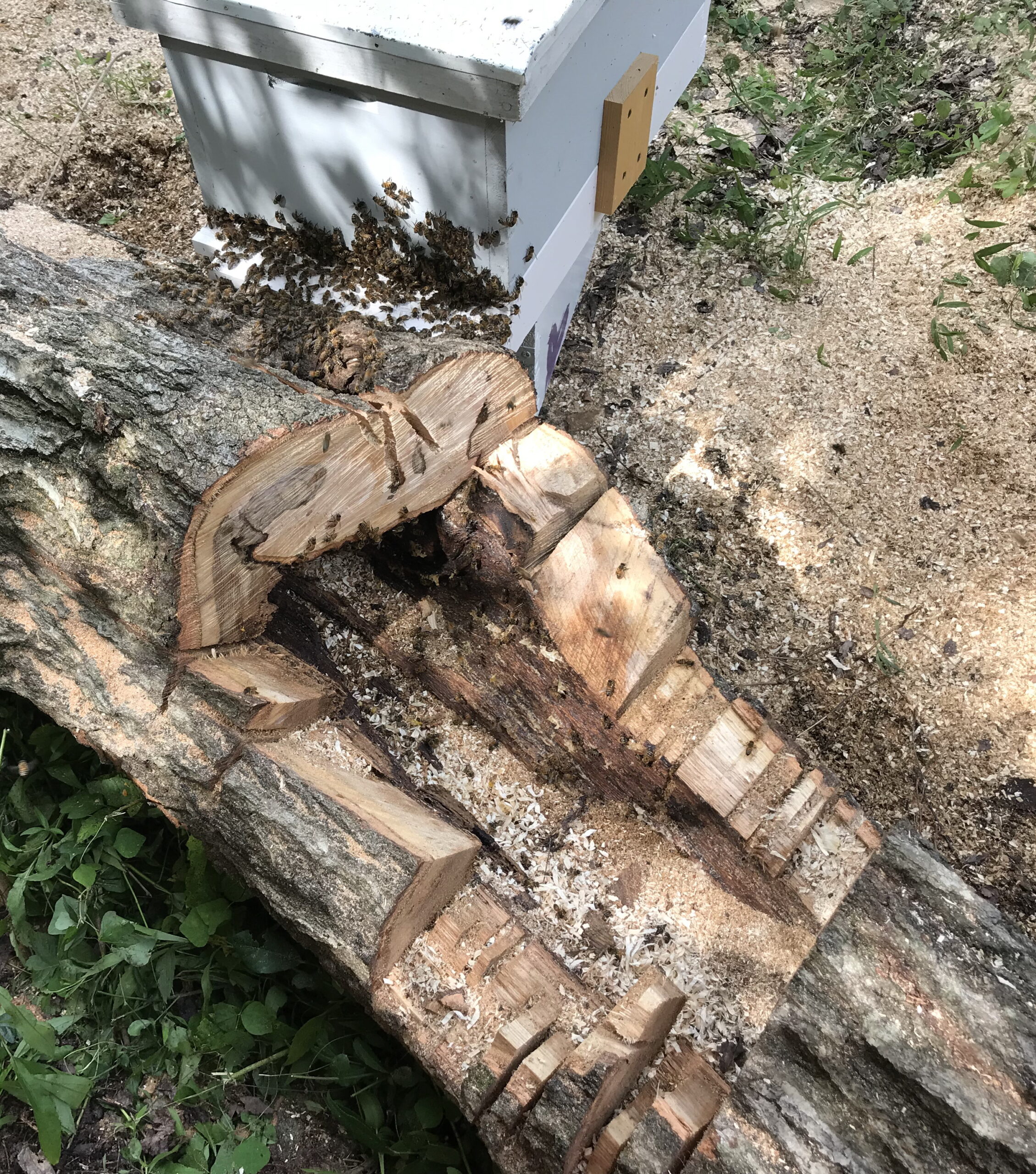 Figure 1: The power company cut down a tree and called me to remove the bees from it. This tree cavity is well insulated with 5” thick walls, infinite insulation above and below the cavity and a single small lower entrance. Photo Credit: Theresa J. Martin