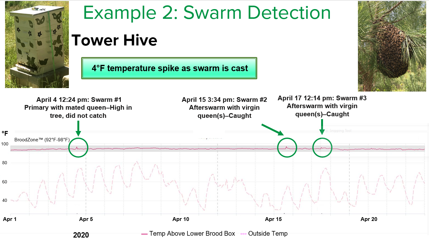 Figure 1: Due to the 4°F increase in temperature that coincides with when the swarm exits the hive, the temperature sensor can alert the beekeeper when a colony has swarmed. Tower hive swarmed three times, indicated by the green arrows.