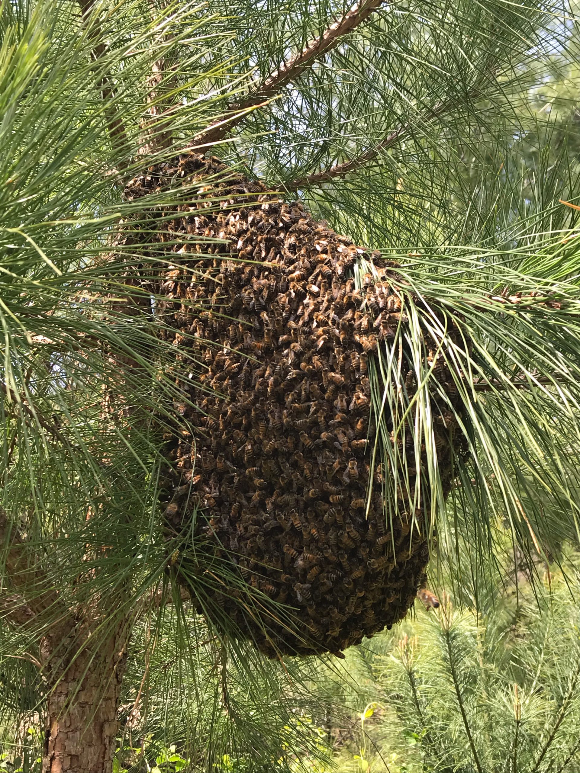 Figure 2: Swarming is colony reproduction and a biological imperative, meaning the colony must swarm to propagate the species.