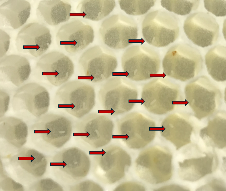 Figure 3: This colony swarmed and successfully reared a new queen. I verified she is laying by locating eggs, as indicated by the red arrows. To determine if she is properly mated, delay inspection an additional 8 days to verify she is laying worker brood.