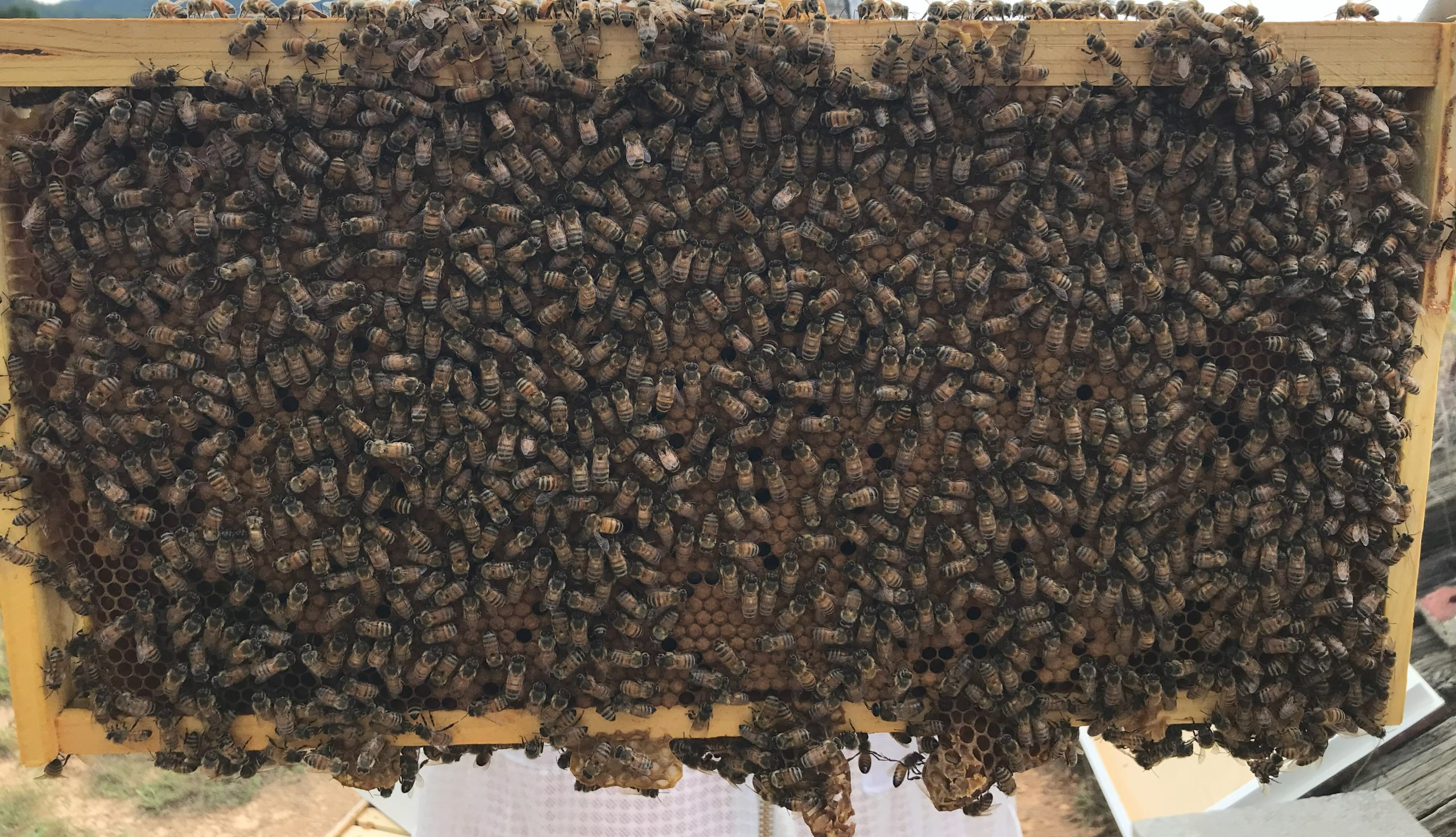 Figure 4: This new swarm queen is laying well, as indicated by the abundance of capped worker brood.