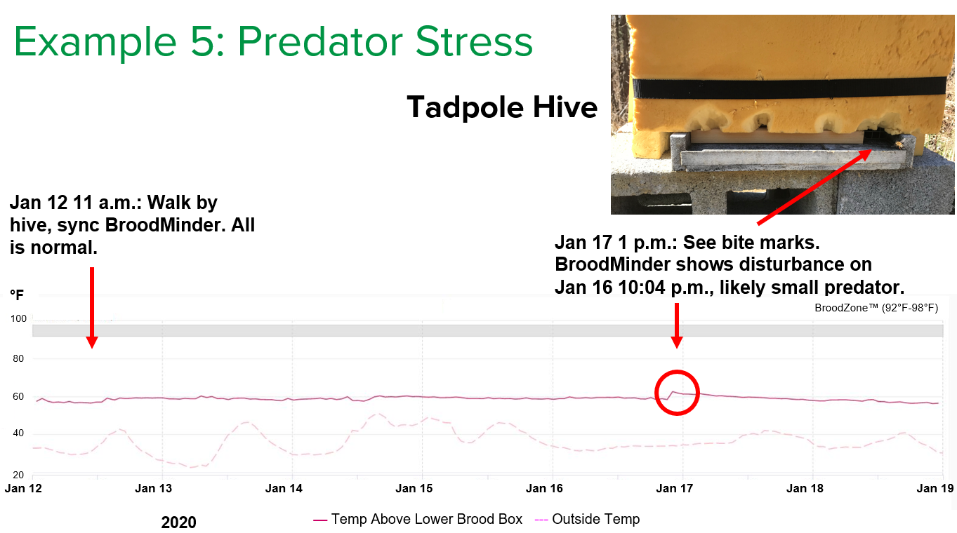 Figure 4: This BroodMinder graph shows a temperature spike at 10:04 p.m. at night. The bite marks on the insulation indicate there was likely a small nighttime visitor, such as a skunk, raccoon or opossum. Photo Credit: Theresa J. Martin
