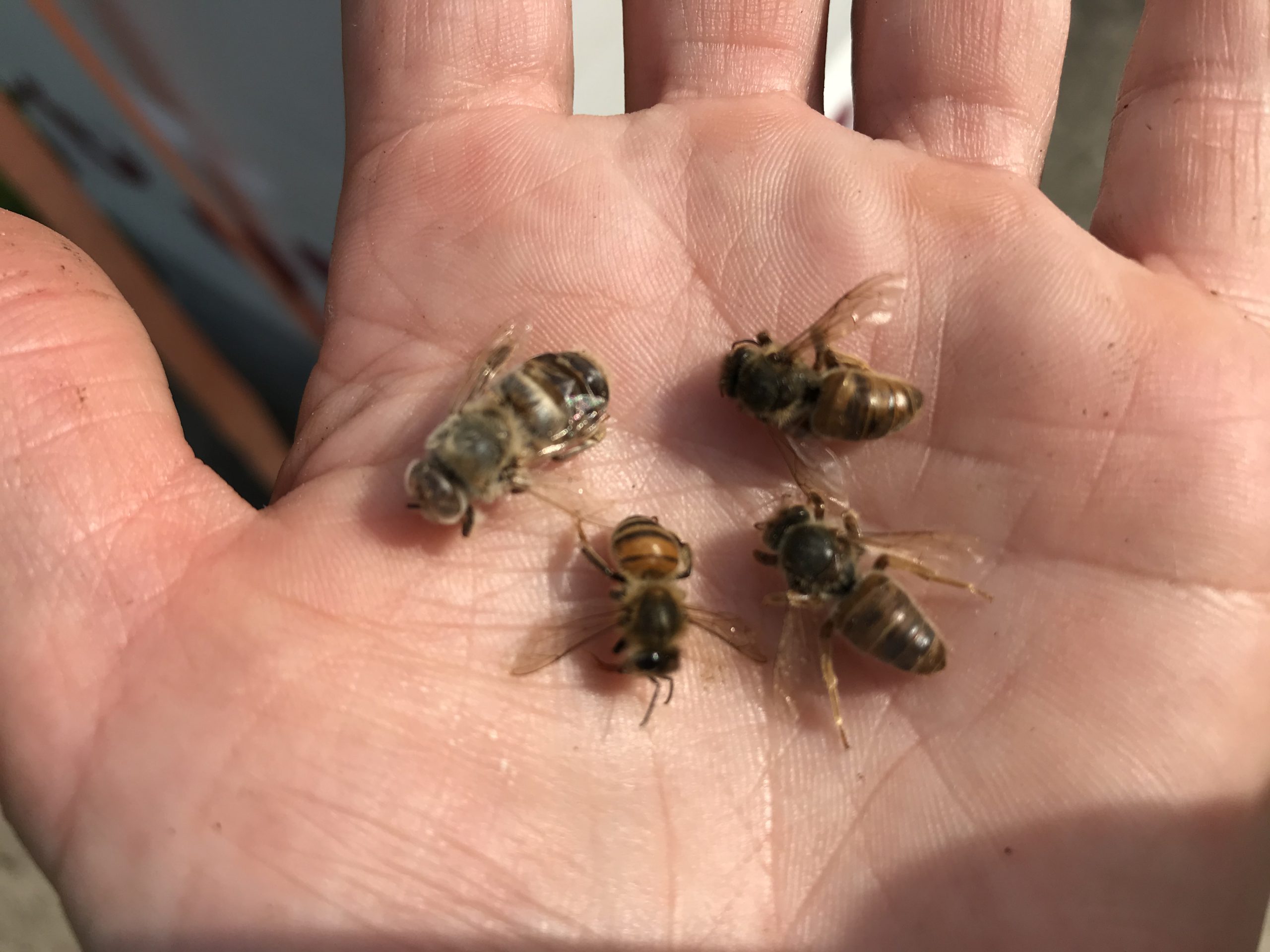 Figure 5: In this picture, two queens, likely virgins, are shown on the right. For comparison, there is a worker in the lower left and a drone in the upper left. During swarming, multiple virgin queens can emerge, then duel for who will assume the position of reigning queen. The two queens seen here were likely defeated by their sister. Natural selection is at play, where the most fit queen survives to pass on her genetics to future generations.
