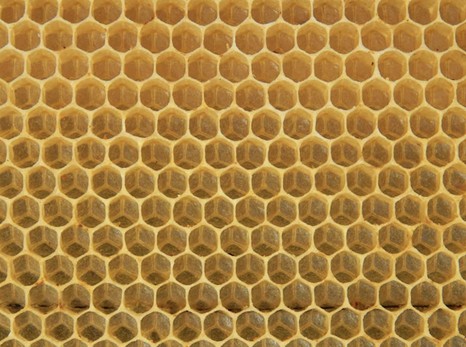You can see the Mercedes logo. Our mentors leave us with unique beekeeping skills. Photo credit: Bridget Mendel