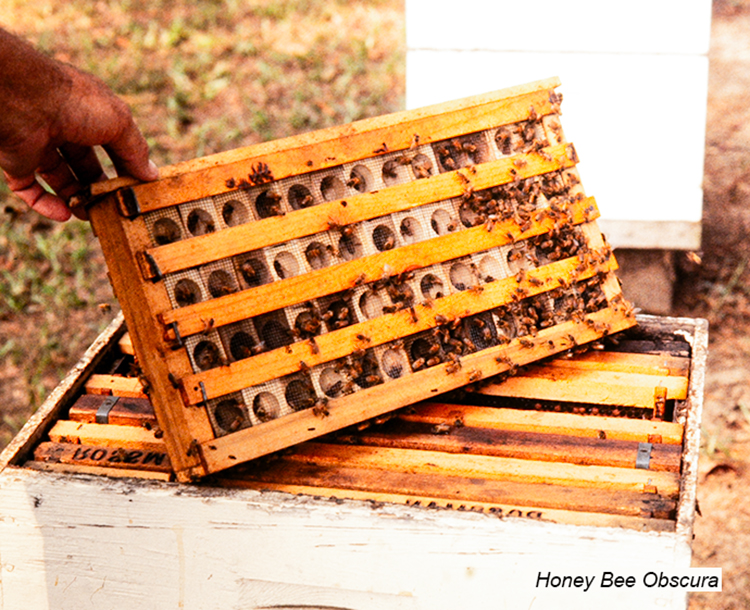 Figure 3. A beekeeper-made box for banking queen. Individual queens were confined in each screened hole.