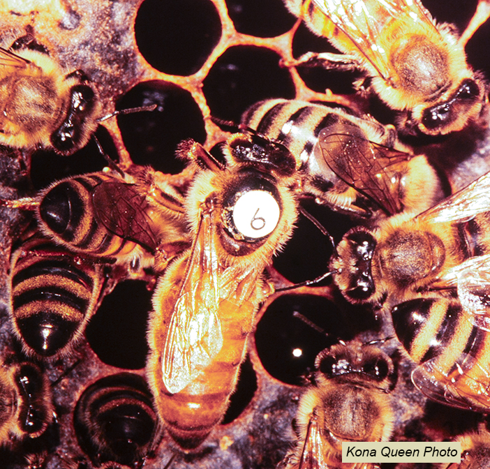 Figure 1. A queen with a numbered plastic disk as a marker.