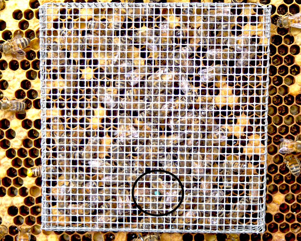 Figure 4. Simple, homemade queen cage. The queen, marked with a green dot is within the black circle (8-mesh hardware cloth).