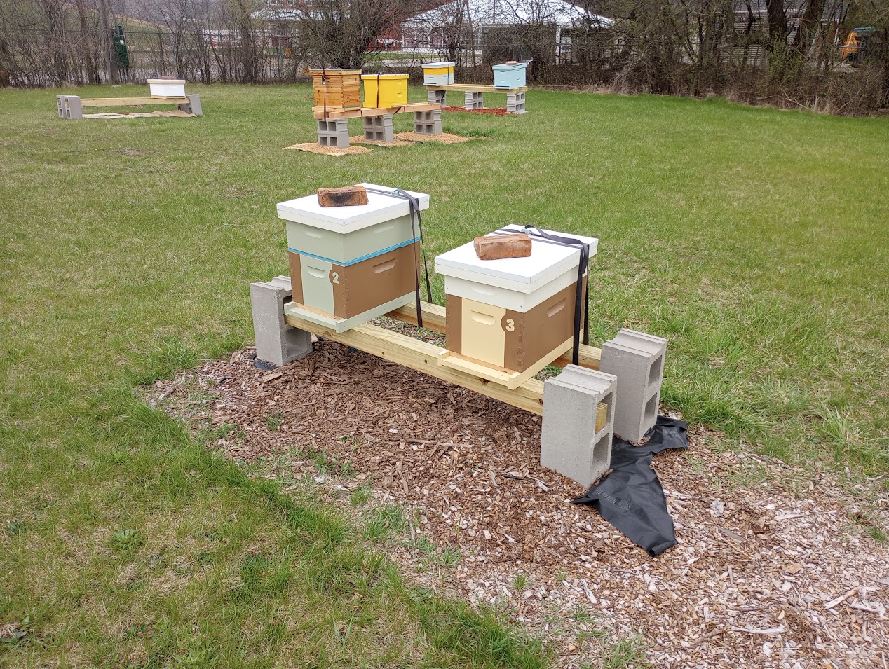 Hives placed off the ground over a mulch layer explained later in “Concluding Ideas.”