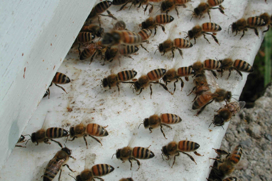 Bees fanning outside the hive entrance, notice the guard bee facing outward in the middle right center of the picture.