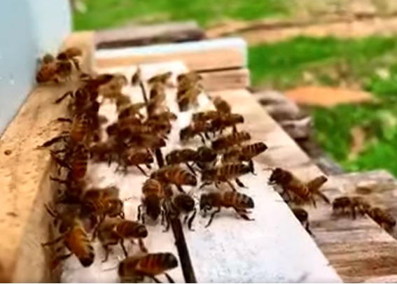 Bees fanning with butts raised to pass the pheromone scent.