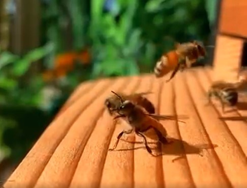 The foremost bee is in the guard bee stance having just let the overhead bee pass.