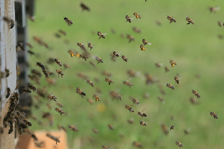 Bees hovering outside the hive entrance flying in circular patterns are on orientation flights while some can be seen bringing in pollen.
