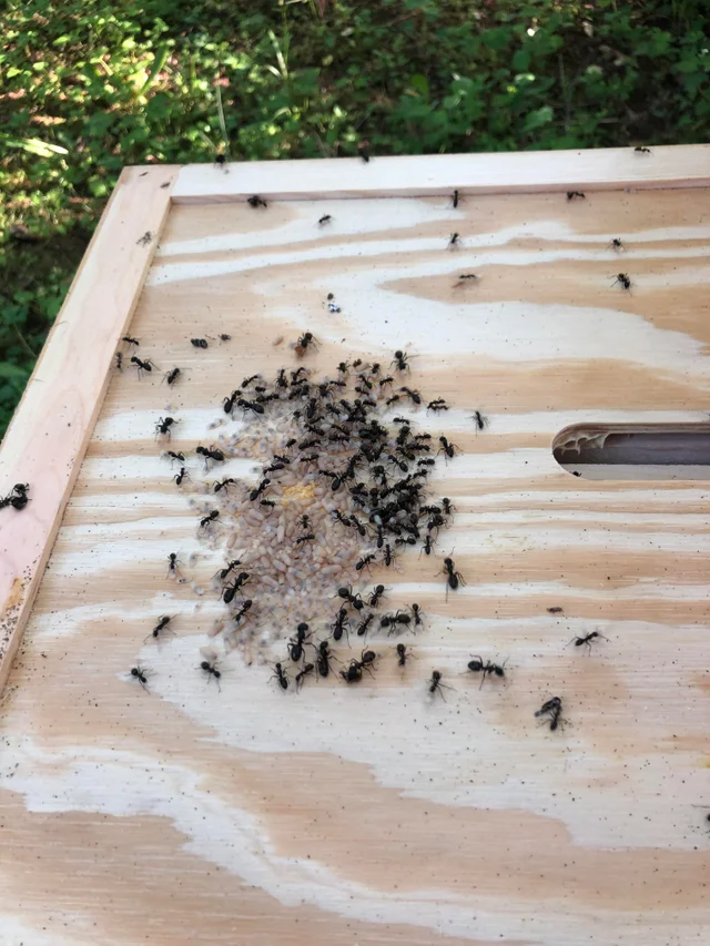 Ants working on inner cover just below outer cover as the bees did not seem to take notice.