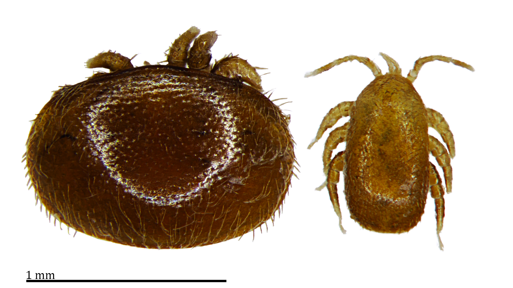 Figure 1. Honey bee parasitic mites Varroa destructor (left) and Tropilaelaps mercedesae (right). Photo: Anthony Abbate and Rogan Tokach.