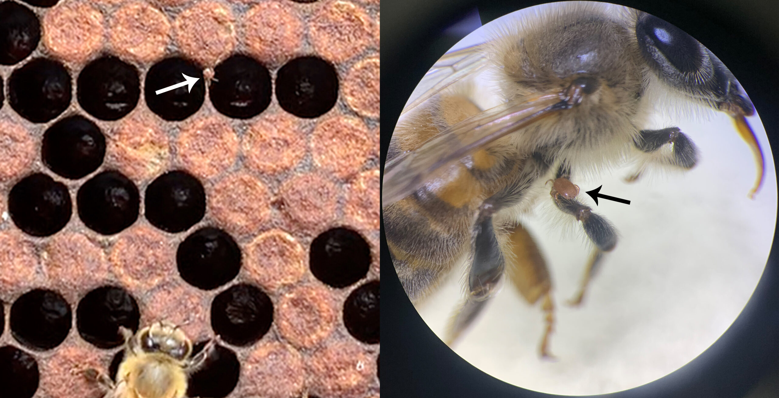 Figure 2. Tropilaelaps mite on comb (left) and on adult bee (right). Photos: Dan Aurell.