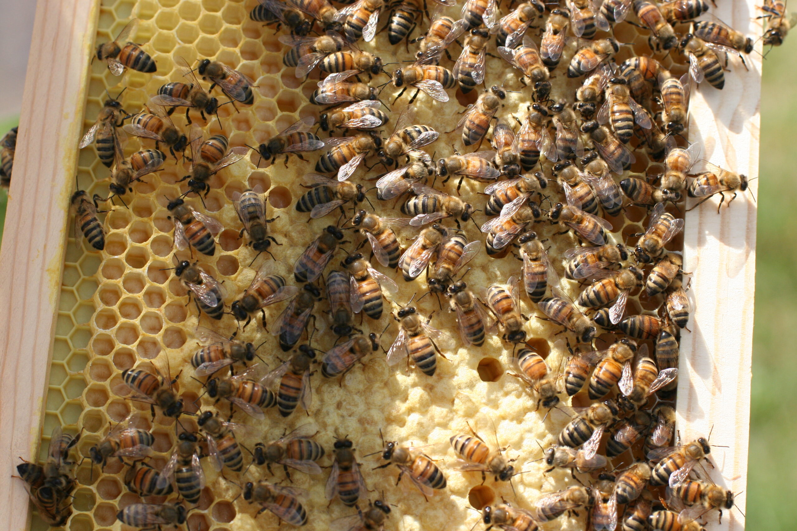 A healthy population with worker brood is a good sign of a healthy hive in the Spring.