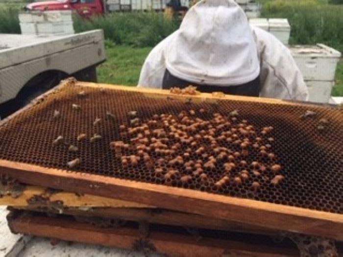 Drone brood filling the center of a brood comb indicated a queen egg laying issue.