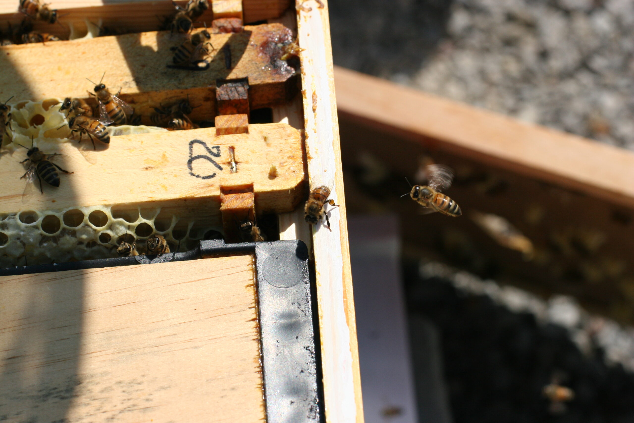 Marking frames with the first year of service allows you to accurately judge the age of the wax and remove toxic comb.