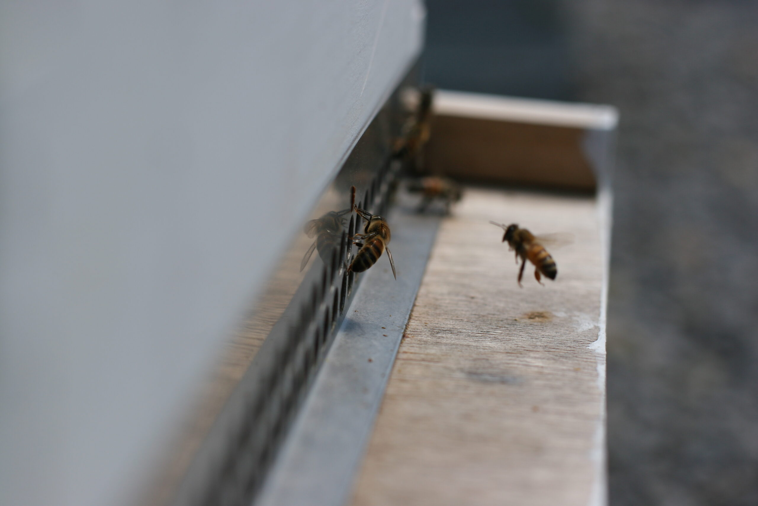 Monitoring the hive entrance provides a partial picture of what may be happening within.