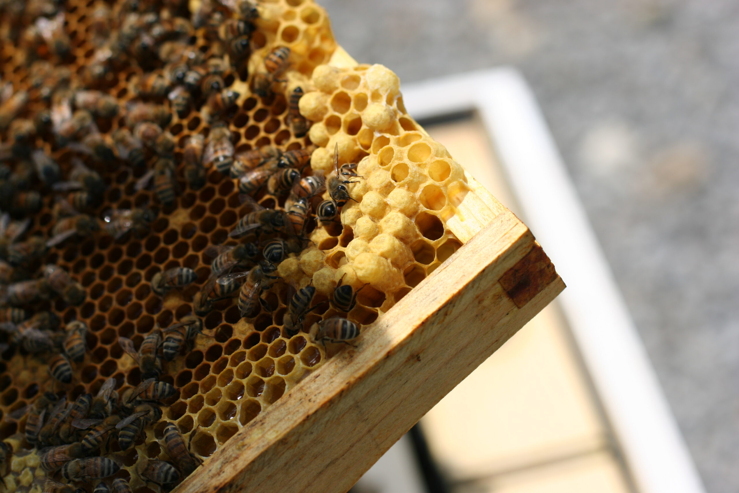 Drone brood is normally found along the bottom of frames during the beekeeping season.