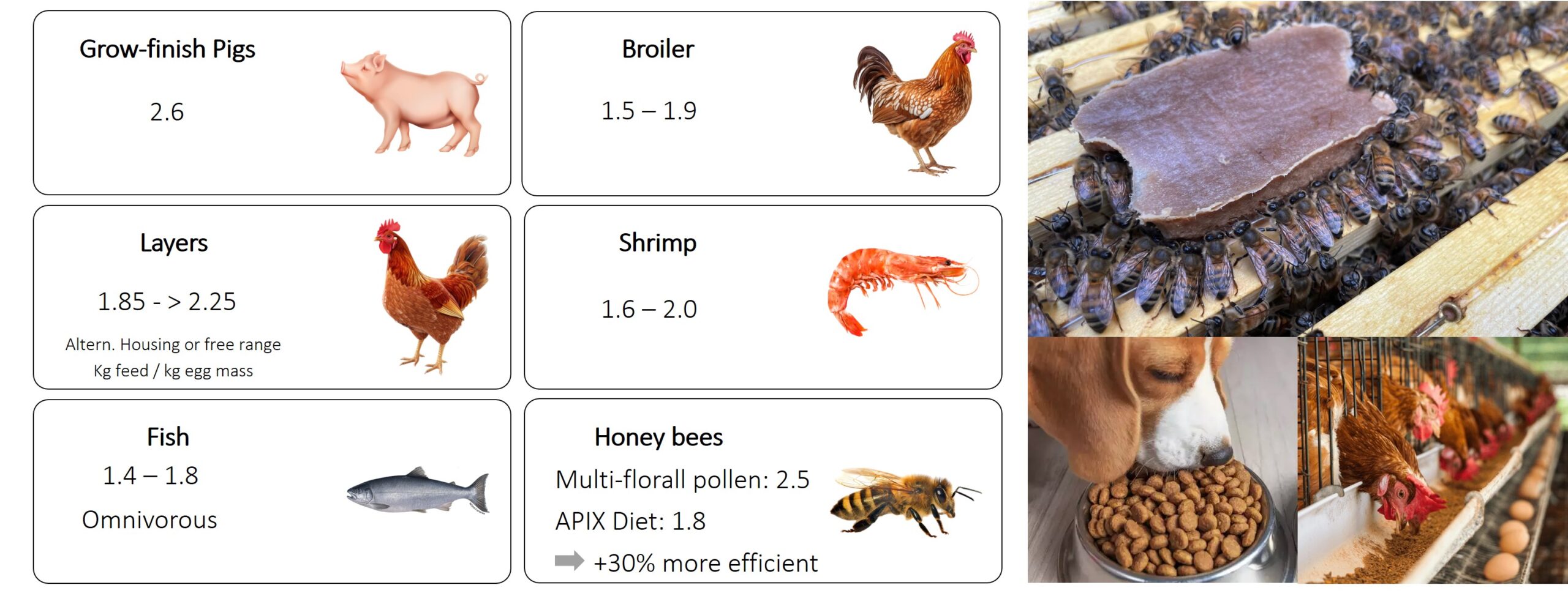 Figure 1: Livestock FCRs – the weight (lbs.) of feed required to make 1 lb. of livestock. Honey bee data from APIX Biosciences NV and other animal data from EW Nutrition.1