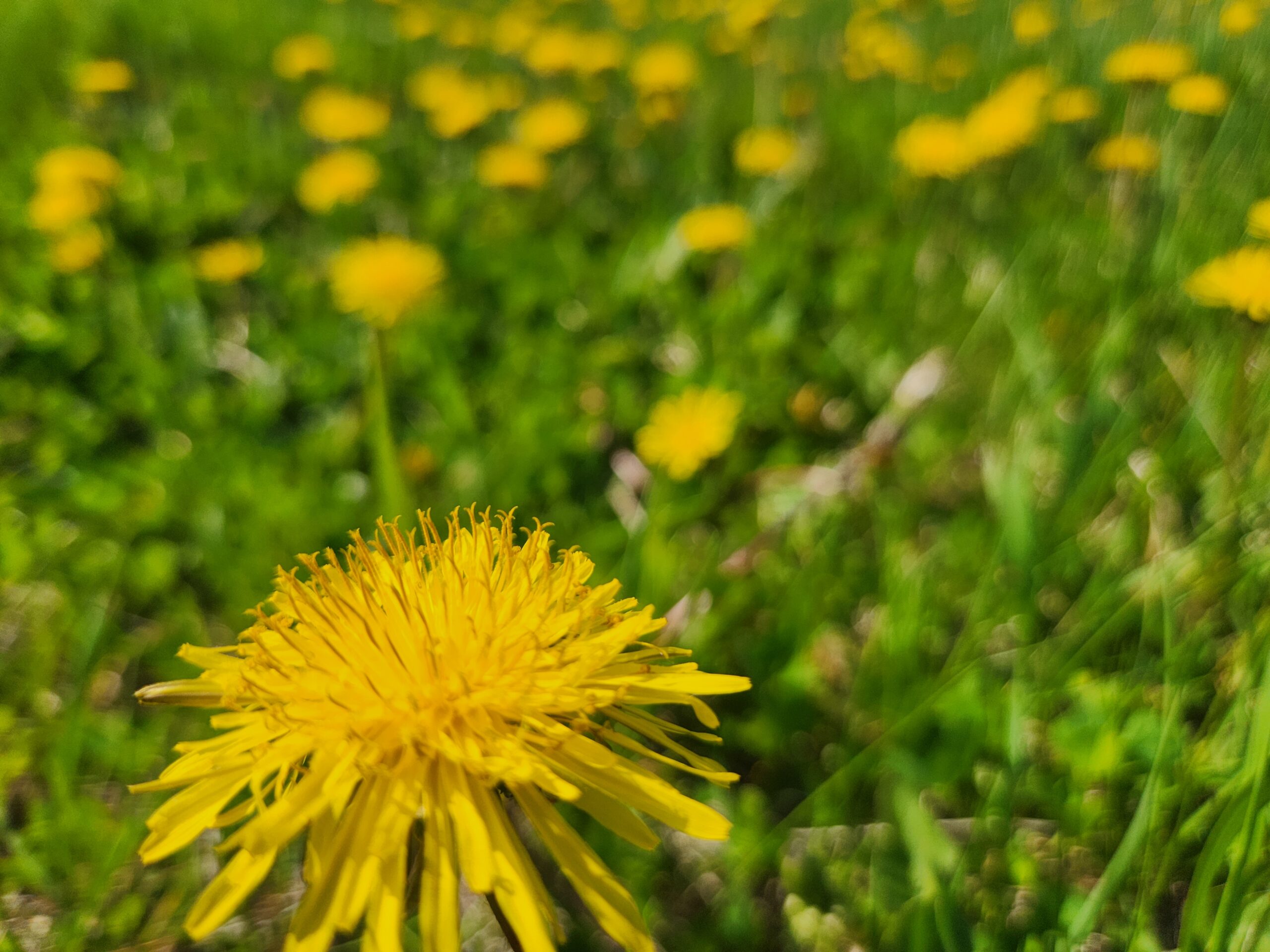 Dandelions (like honey bees!) are not native to the U.S. but are found in all 50 states. Photo credit: Rebecca Masterman.