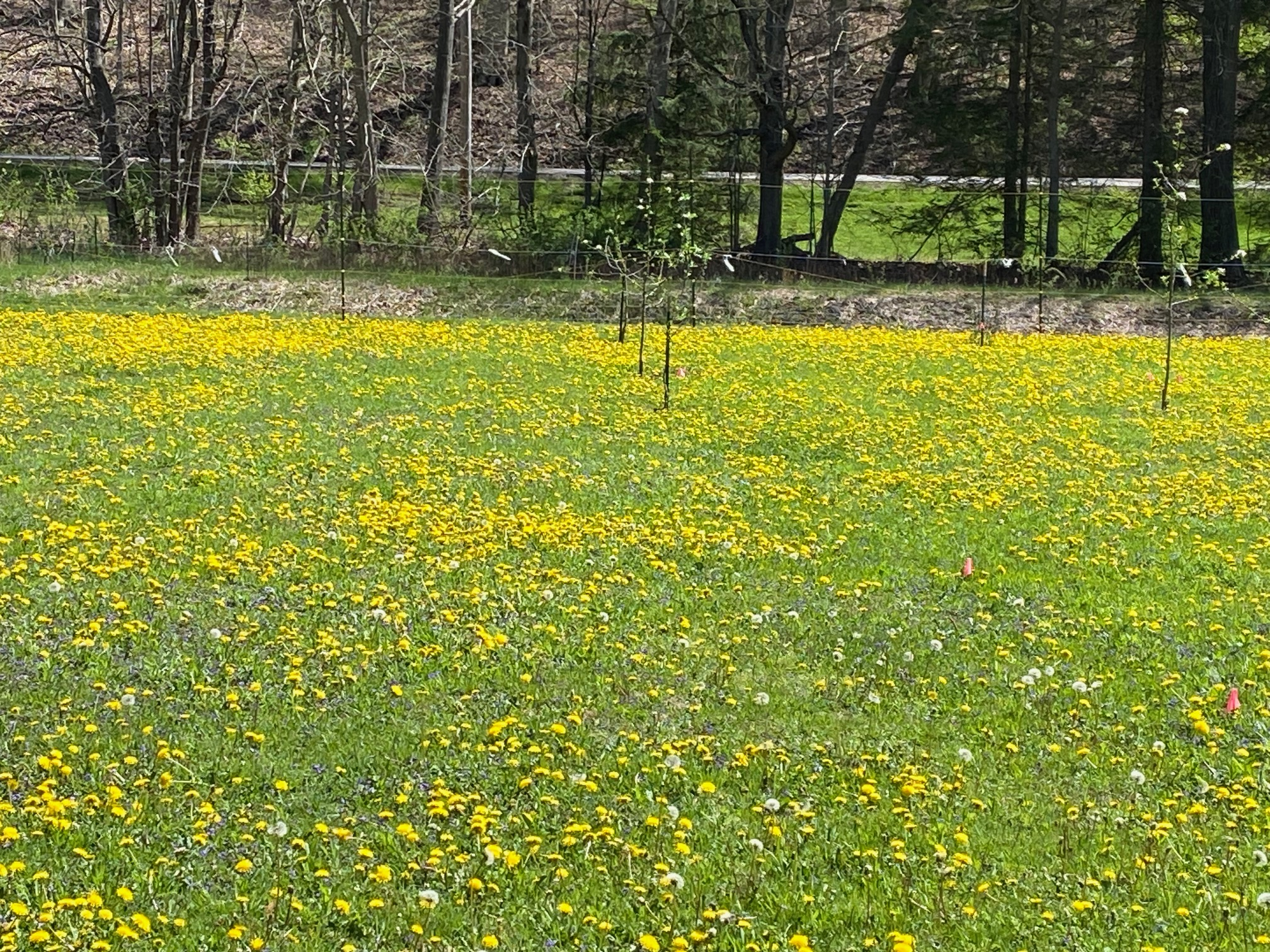 Editor of Bee Culture declares his love of dandelions. Photo credit: Jerry Hayes.