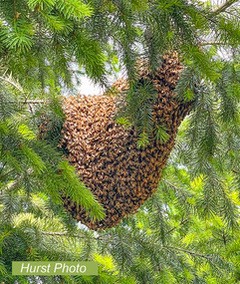 Figure 1. A prime swarm in my tree.