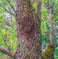 Figure 2. The bees’ idea of a good home site.  Probably not a very large nest cavity.