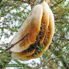 Figure 3. All swarms are not successful. Exposed swarms rarely survive the Winter season.