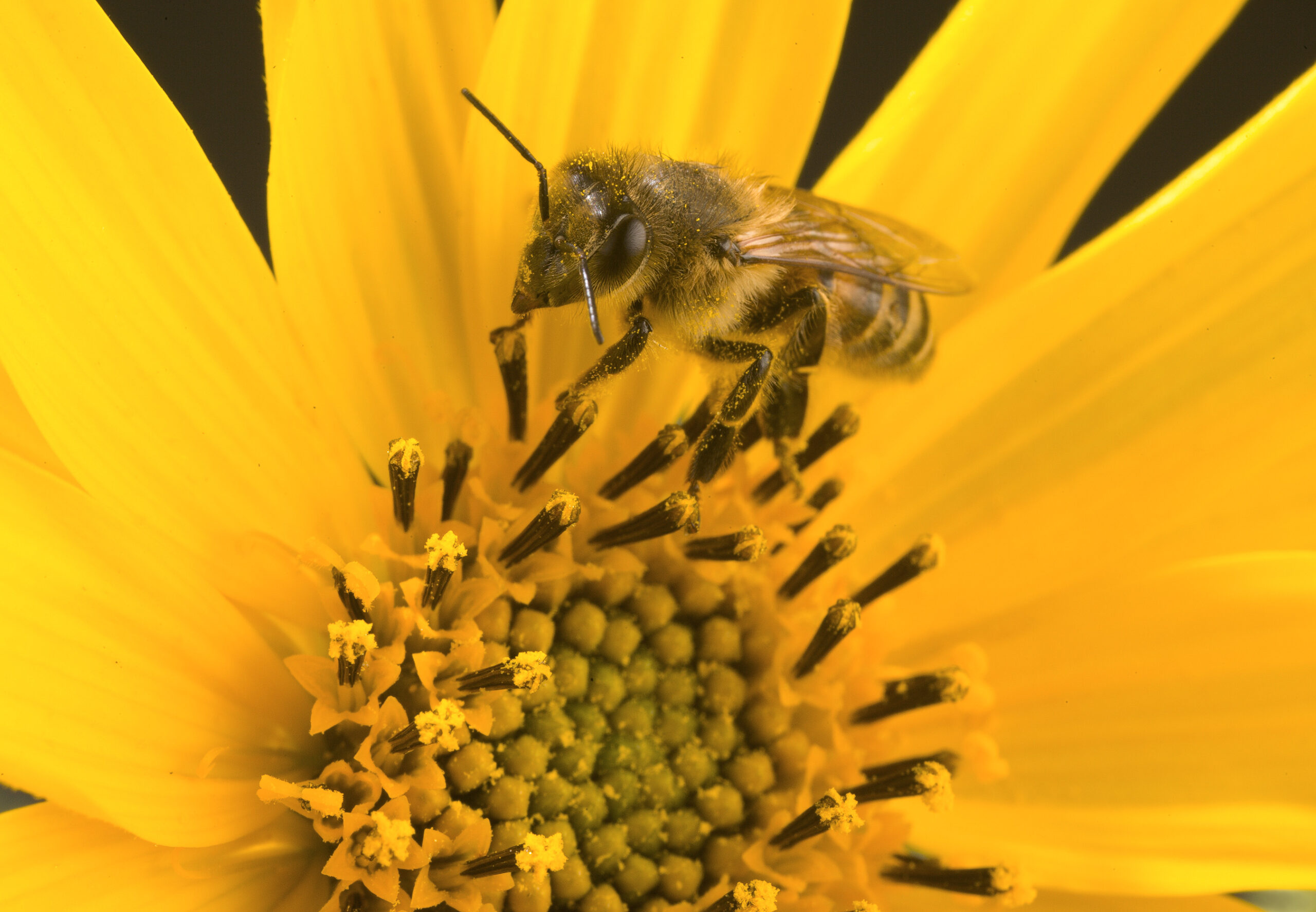 Photo Courtesy of the USDA.