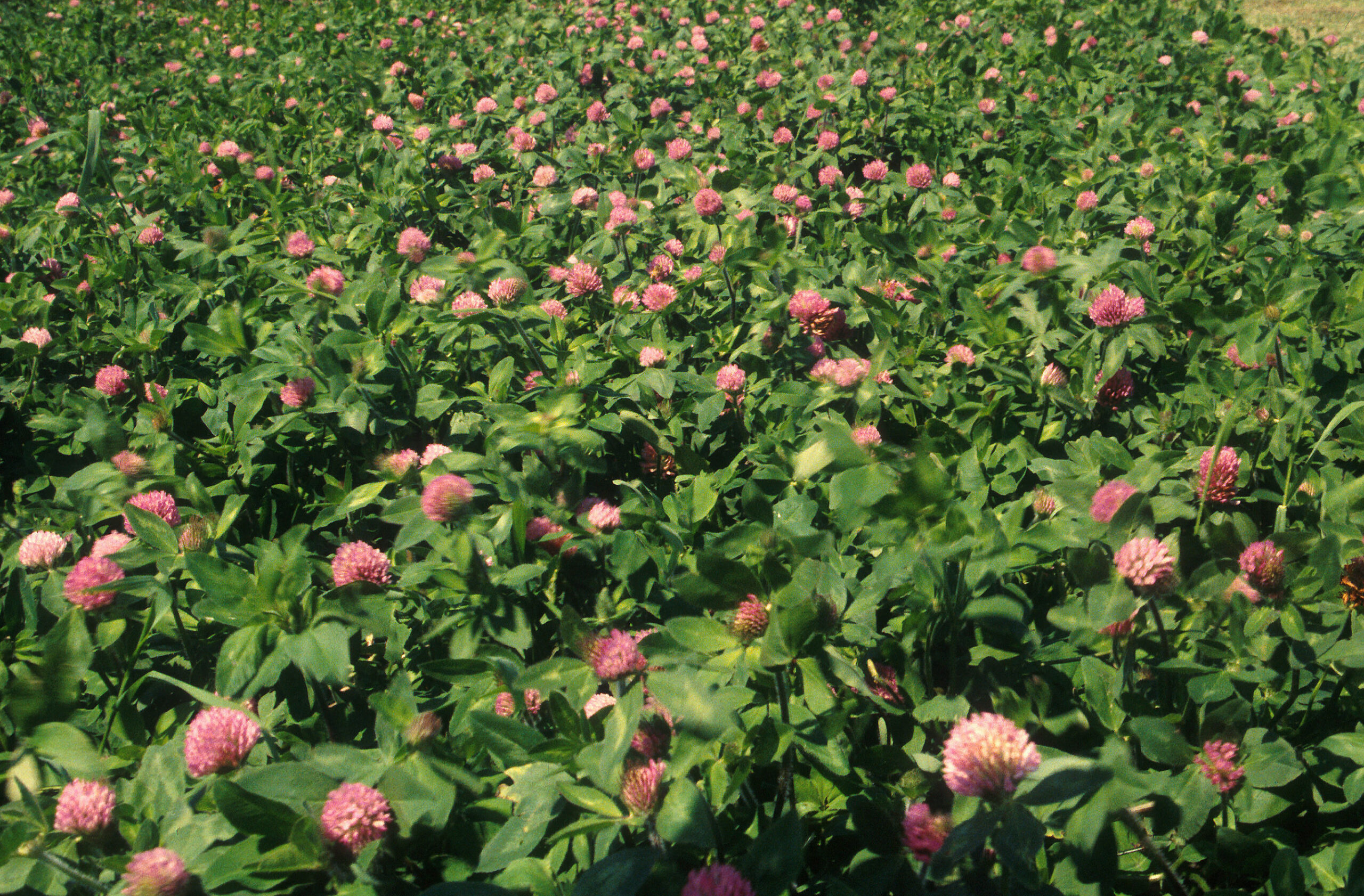 Photo Courtesy of the USDA.