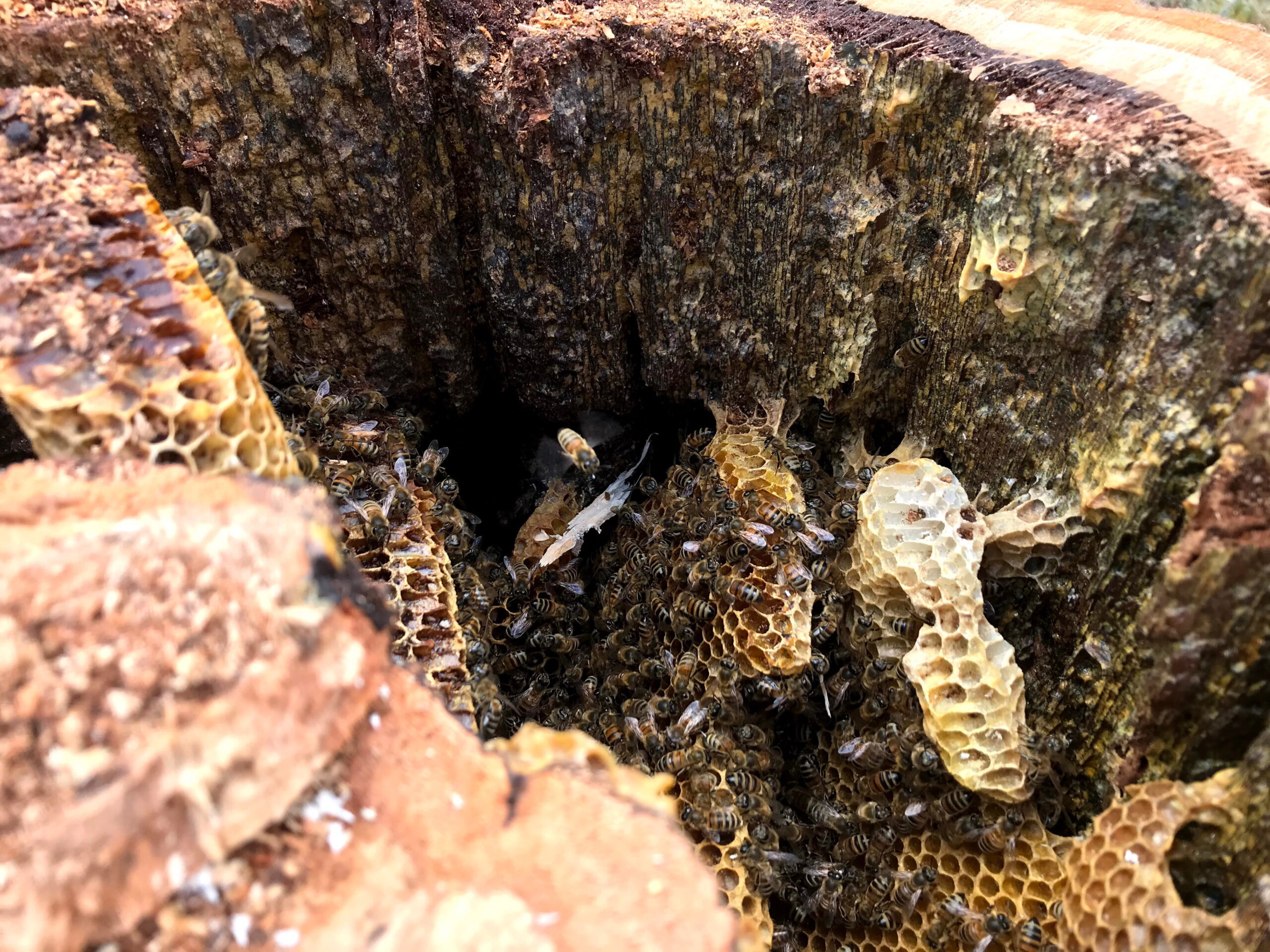 Figure 1: A homeowner cut down a dying tree, discovered honey bees living in it, and invited me to remove them. The bees coated the entire rough interior with immunity-enhancing, weather-proof and water-proof propolis.
Photo Credit: Theresa Martin