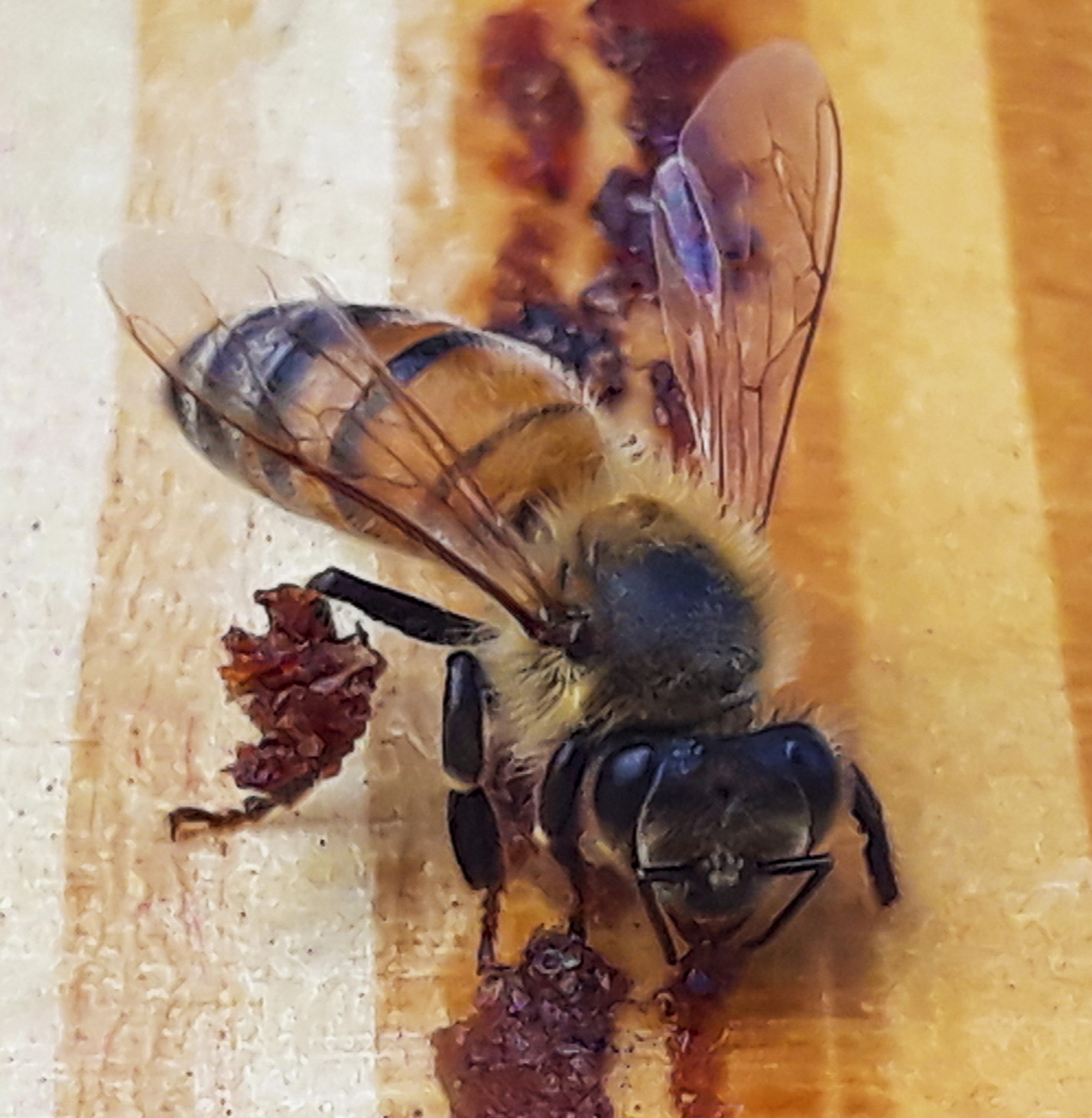Figure 2: A worker breaks off propolis with her mandibles and transfers it to her corbicula. Photo Credit: Gus Diamond, 2023 Florida State Beekeepers Association Best in Show. Used with permission.
